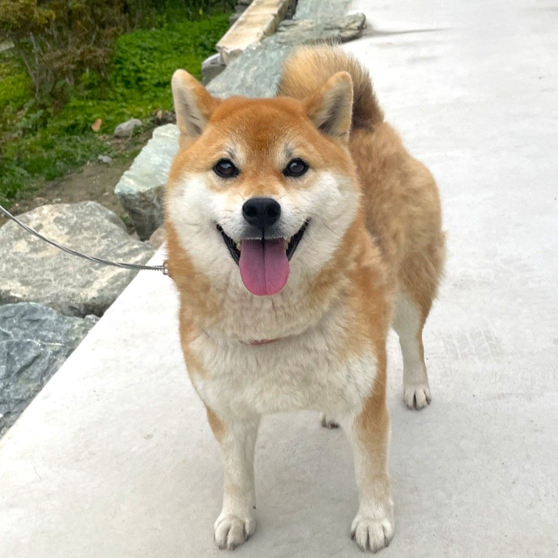 福ちゃん（看板娘）