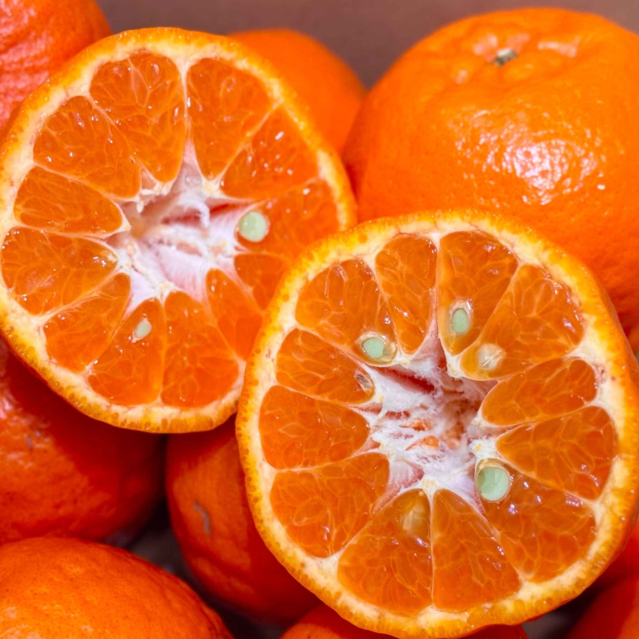 今津ぽんかんの写真